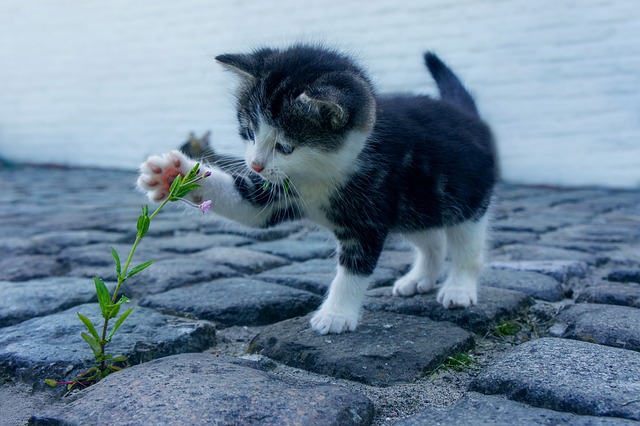 Cute kitten playing with a flower.